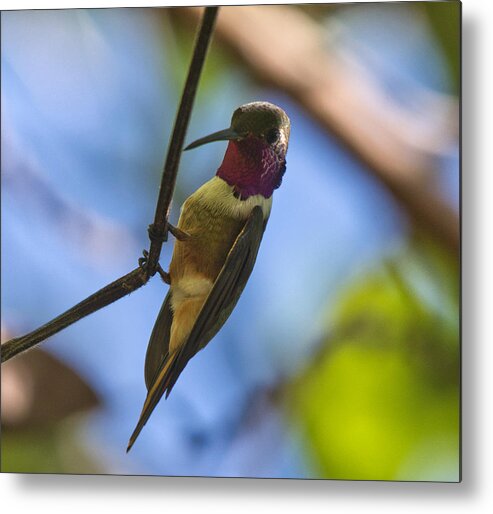 Hummingbird Metal Print featuring the photograph Humming Bird Fashion Show 4 by Montez Kerr
