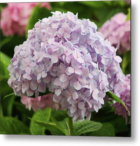Hydrangea Metal Print featuring the photograph Hydrangea in Full Bloom by Mary Anne Delgado