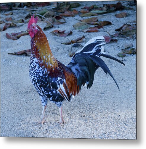 Hawaii Metal Print featuring the photograph Kauai Beach Rooster. by Doug Davidson