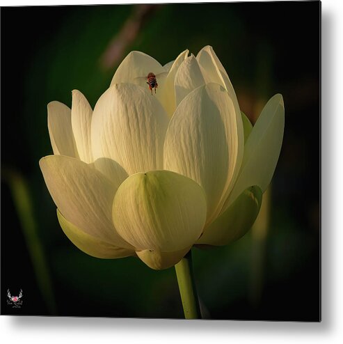 Lotus Metal Print featuring the photograph Lotus and Bee Friend by Pam Rendall