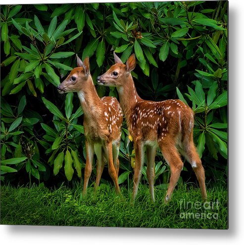 Deer Metal Print featuring the photograph Oh, deer... We have been spotted. by Shelia Hunt