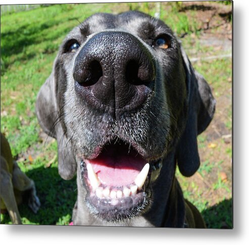Weimaraner Metal Print featuring the photograph Pepper's Nose by Cherie Bosela