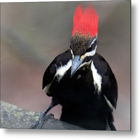 Woodpecker Metal Print featuring the photograph Petrie by Art Cole