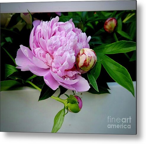 Art Metal Print featuring the photograph Pink Peonies With Buds by Jeannie Rhode