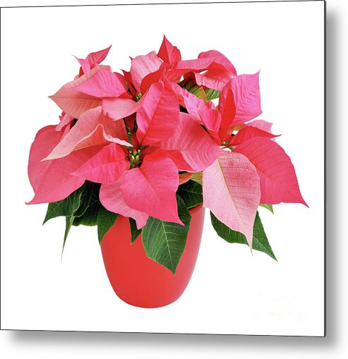 Celebration Metal Print featuring the photograph Pink Poinsettia by Maria Meester