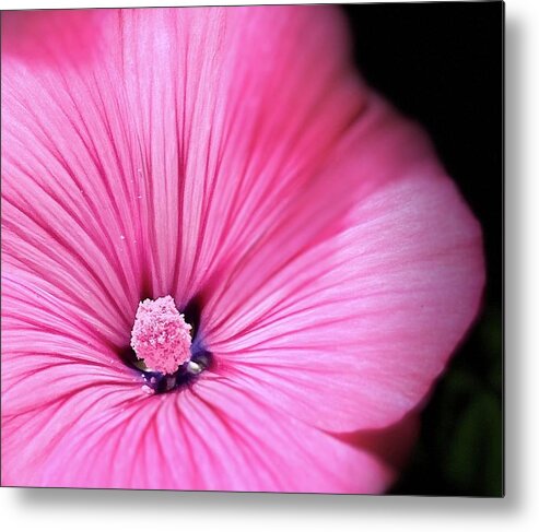 Flowers Metal Print featuring the photograph Pink Star by Daniele Smith