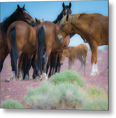 Foal Metal Print featuring the photograph Protect the Baby by Steph Gabler