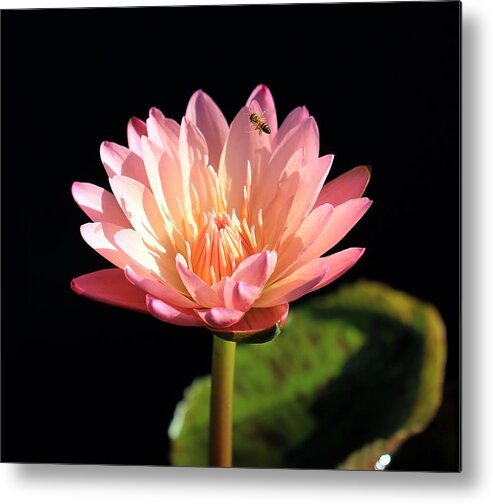 Tranquility Metal Print featuring the photograph Single Pink Water Lily blossom with a Bee hovering above the petals by Zen Rial