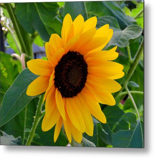 Flowers Metal Print featuring the photograph Sunflower - Two by Linda Stern