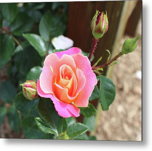 Ombre Metal Print featuring the photograph Sunset Ombre Rose by Kathy Pope