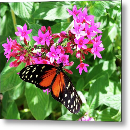 The Good Life Metal Print featuring the photograph The Good Life -- Golden Longwing Butterfly in Santa Barbara Museum of Natural History, California by Darin Volpe