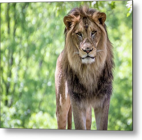 Lion Metal Print featuring the photograph The king by Robert Miller