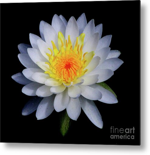 White Metal Print featuring the photograph White Water Lily by Neala McCarten