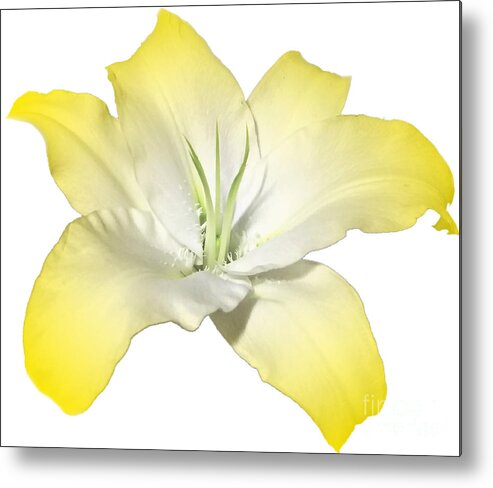 Yellow Metal Print featuring the photograph Yellow Lily Flower Best for Shirts and Bags by Delynn Addams