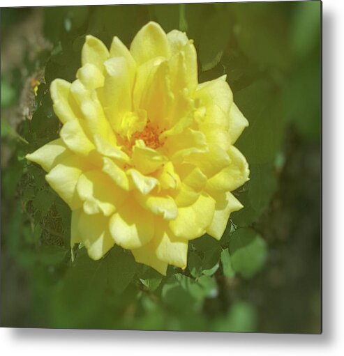 Flowers Metal Print featuring the photograph Yellow Rose by Pour Your heART Out Artworks