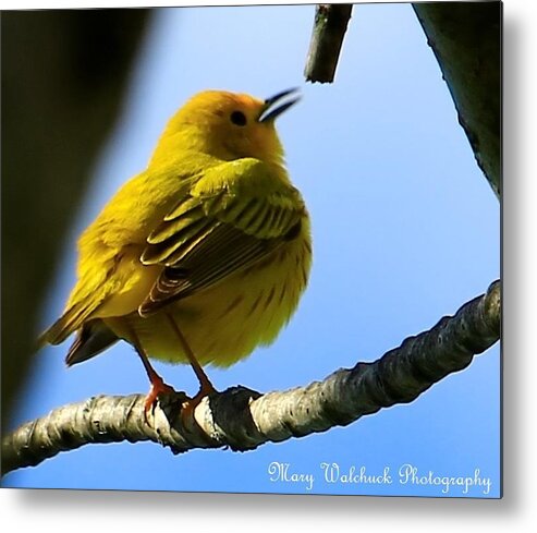 Yellow Warbler Metal Print featuring the photograph Yellow Warbler Singing in the Spotlight by Mary Walchuck