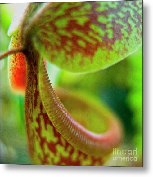 Heiko Metal Print featuring the photograph Pitcher Plants 2 by Heiko Koehrer-Wagner