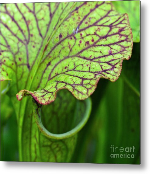 Pitfall Trap Metal Print featuring the photograph Pitcher Plants by Heiko Koehrer-Wagner