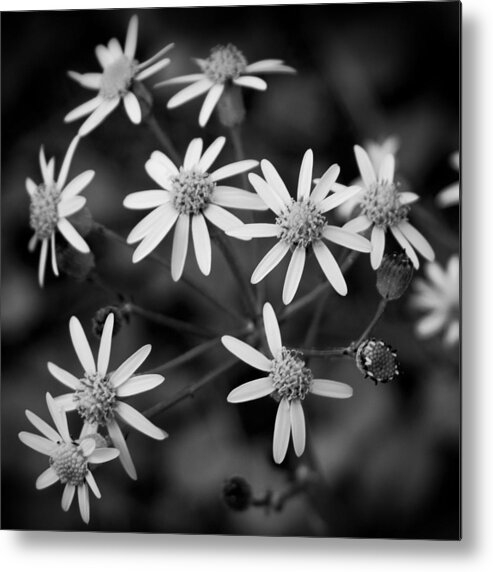 Coker Arboretum Metal Print featuring the photograph 03 Fantasy of the Season by Ben Shields
