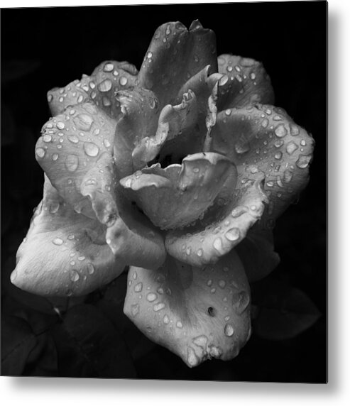 Biltmore Estate Metal Print featuring the photograph 05 Wet Rose by Ben Shields