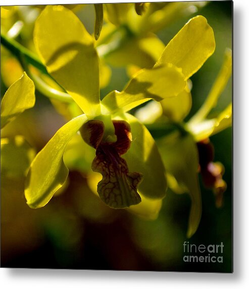 Nature Metal Print featuring the photograph Transparency #3 by Michelle Meenawong