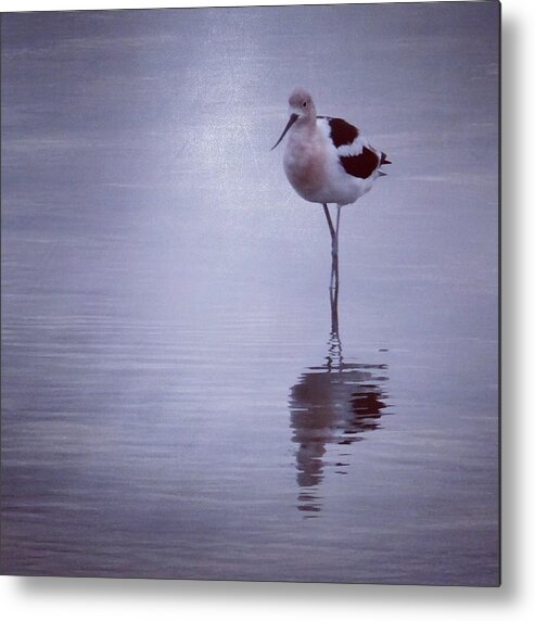 American Avocet Metal Print featuring the photograph American Avocet #1 by Anne Thurston