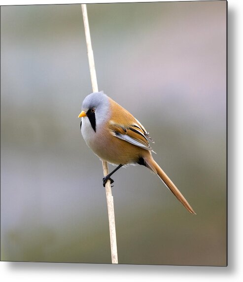 Bearded Tit Metal Print featuring the photograph Bearded Tit #2 by Chris Smith