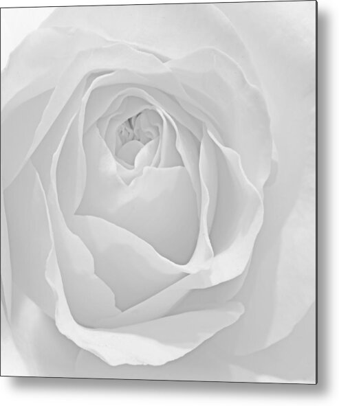 Flower Metal Print featuring the photograph Beautiful macro close up of fresh sprring rose flower with vibra #1 by Matthew Gibson