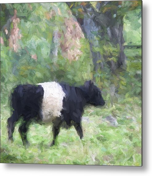 Belted Metal Print featuring the photograph Belted Galloway Cow Painterly Effect #1 by Carol Leigh