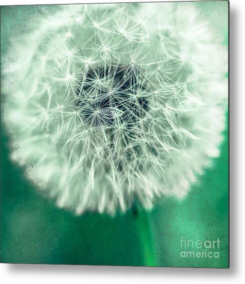 1x1 Metal Print featuring the photograph Blowball 1x1 #1 by Hannes Cmarits