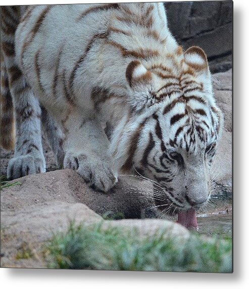  Metal Print featuring the photograph Boy, Was He Thirsty! #1 by Jinxi The House Cat