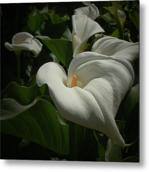 Calla Lilies Metal Print featuring the photograph Calla Lilies #1 by Ernest Echols