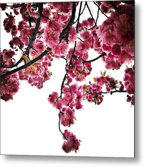 All_shots_ Metal Print featuring the photograph Canopy Bouquet #1 by Natasha Marco
