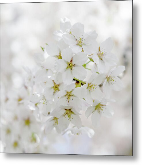 Outdoors Metal Print featuring the photograph Cherry Blossom In Bloom #1 by Doug Armand