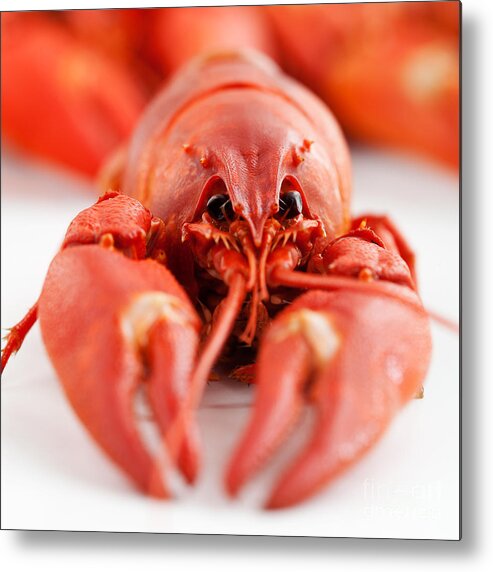 Red Metal Print featuring the photograph Crawfish #1 by Kati Finell