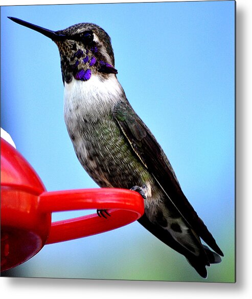 Hummingbird Metal Print featuring the photograph Male Anna On Perch by Jay Milo