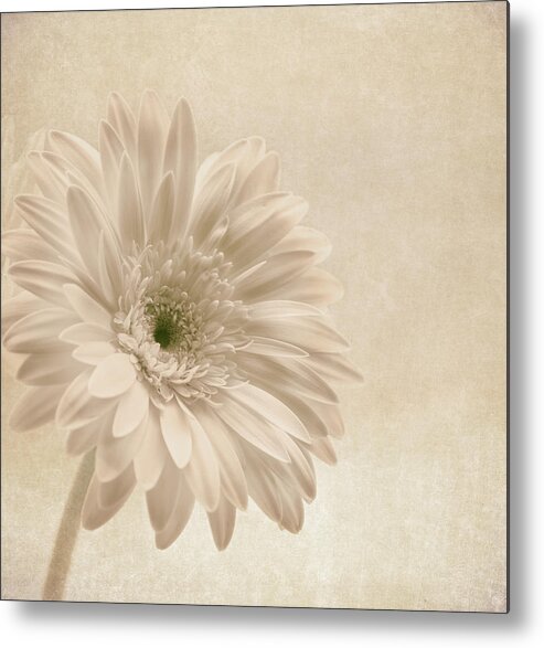 Gerbera Metal Print featuring the photograph Forever More #1 by Kim Hojnacki