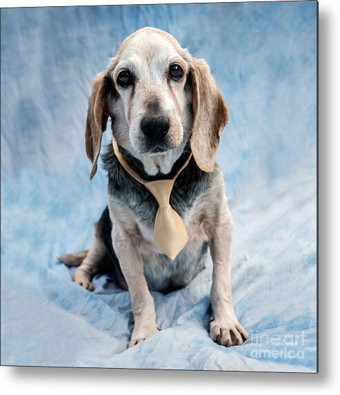 Beagle Metal Print featuring the photograph Kippy Beagle Senior by Iris Richardson