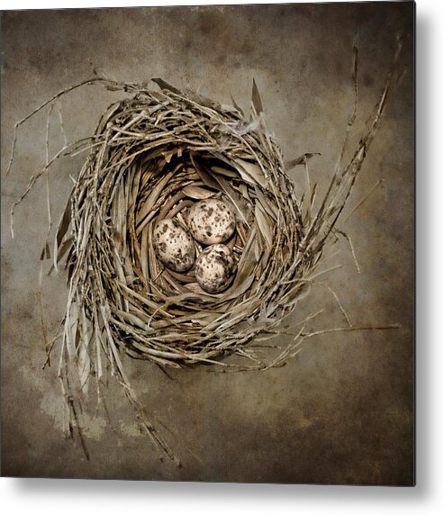 Birdnest Metal Print featuring the photograph Nest Eggs #1 by Carol Leigh