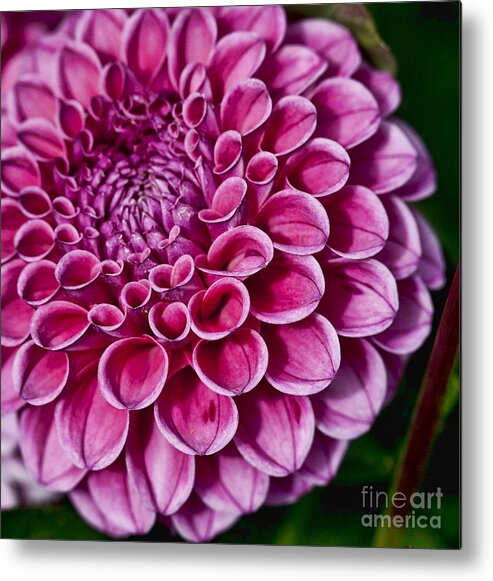Dahlia Metal Print featuring the photograph Pink Dahlia #1 by Shirley Mangini