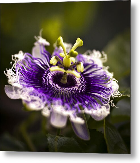 Passion Metal Print featuring the photograph Purple Passion Flower #1 by Bradley R Youngberg
