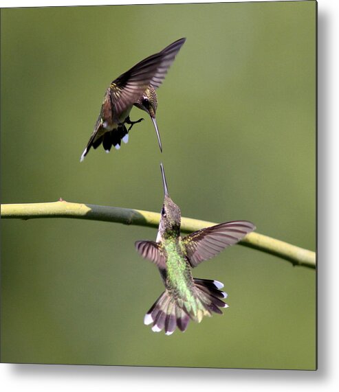 Hummingbird Metal Print featuring the photograph Ruby-throated Hummingbird #1 by Travis Truelove