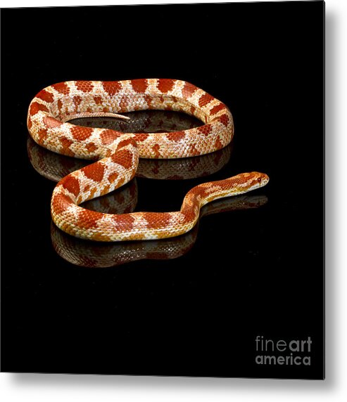 Snake Metal Print featuring the photograph Snake #1 by Gunnar Orn Arnason