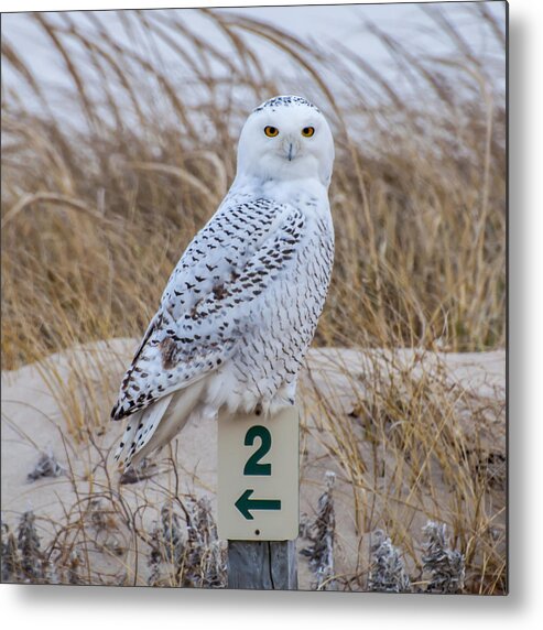 Snowy Owl Metal Print featuring the photograph Snowy Owl by Cathy Kovarik