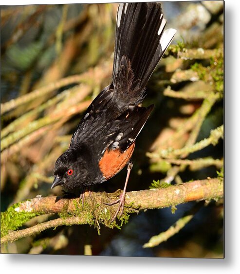 Spotted Towhee Metal Print featuring the photograph Spotted Towhee #1 by Kathy King