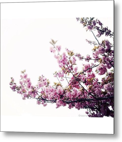 All_shots_ Metal Print featuring the photograph Spring Awakening #1 by Natasha Marco