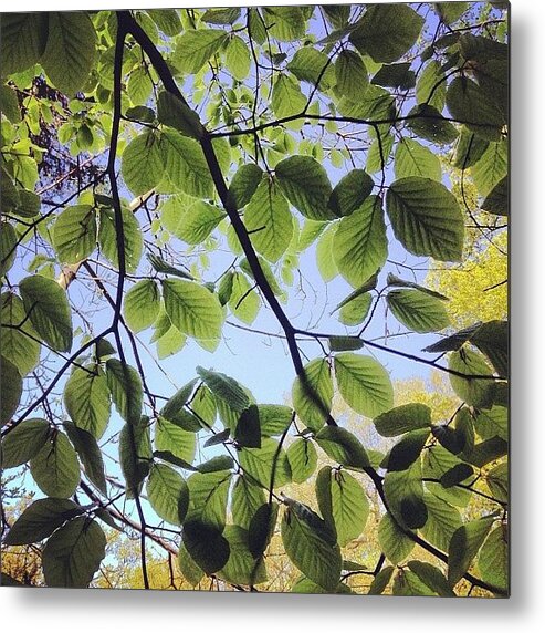 Nature Metal Print featuring the photograph Spring Leaves by Nic Squirrell