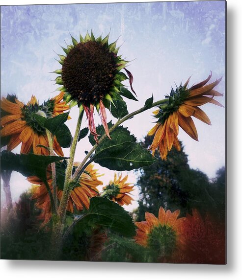 Sunflowers Metal Print featuring the photograph Sunflowers #1 by Anne Thurston