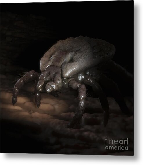 Parasites Metal Print featuring the photograph Tick Ixodes #1 by Science Picture Co