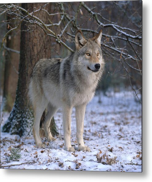 Gray Wolf Metal Print featuring the photograph Timber Wolf #1 by Hans Reinhard